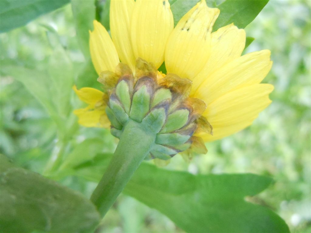 Glebionis segetum / Crisantemo campestre